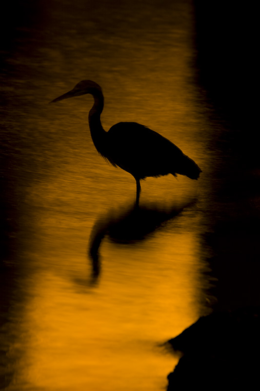 Silhouette Of Great Blue Heron